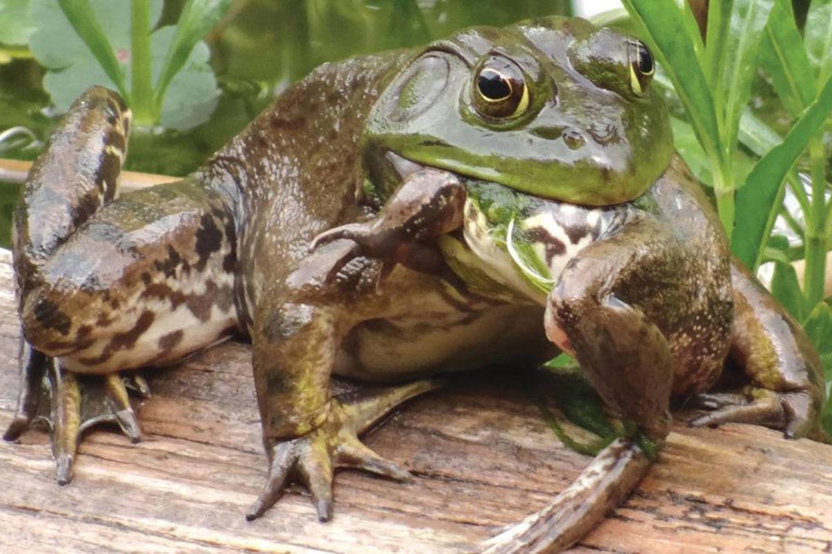 Лягушка бык водонос
