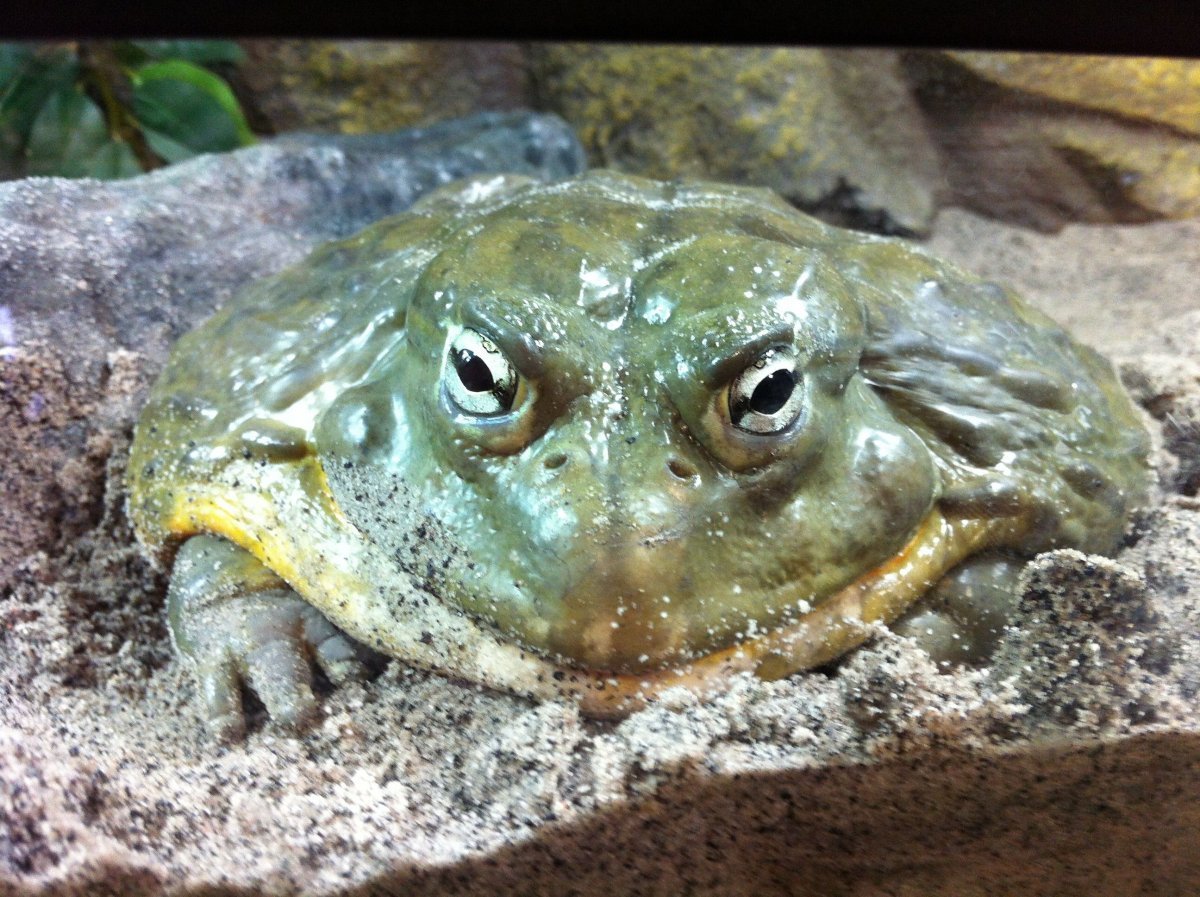 Лягушка водонос Голиаф