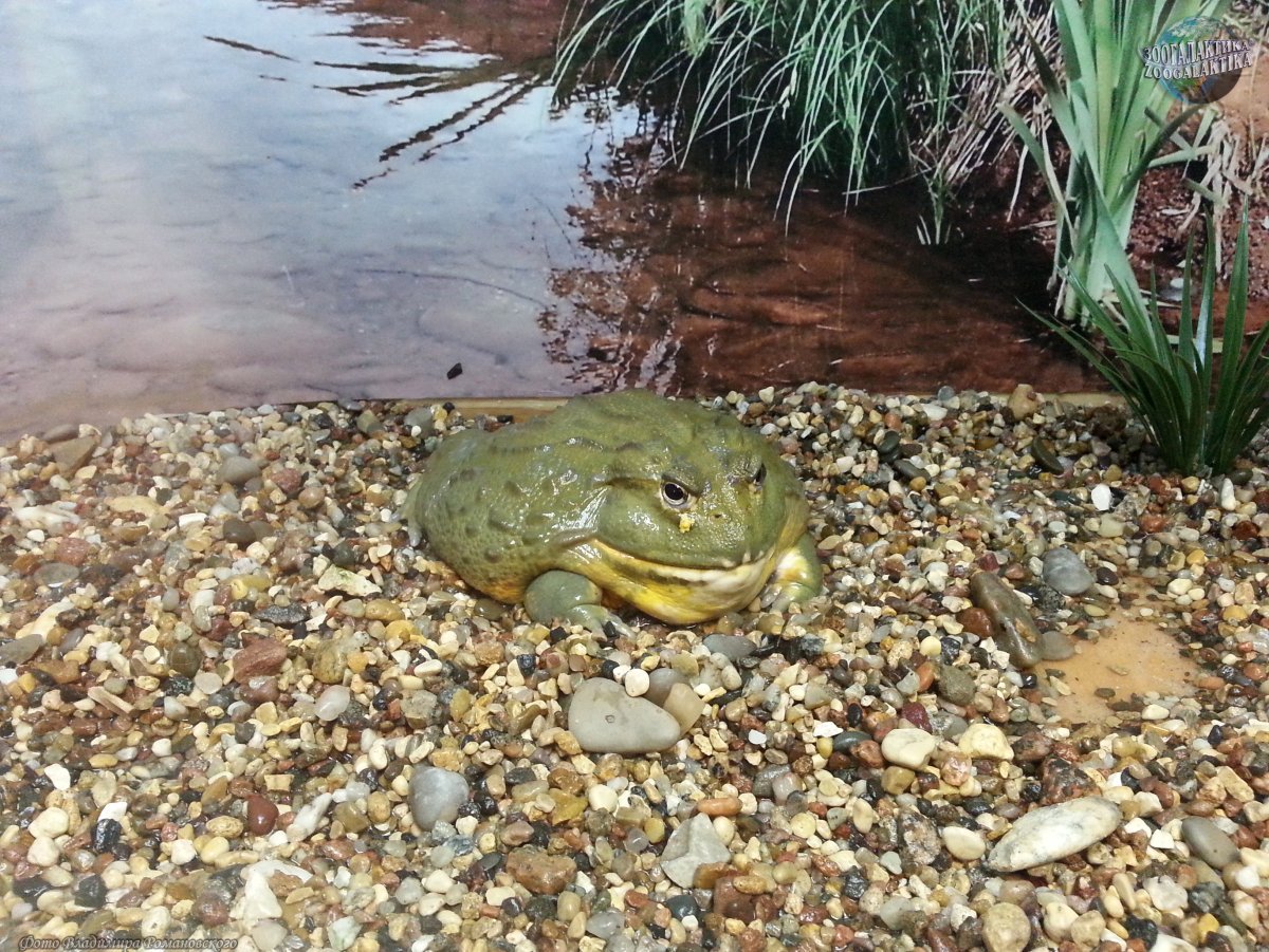 Лягушка бык водонос