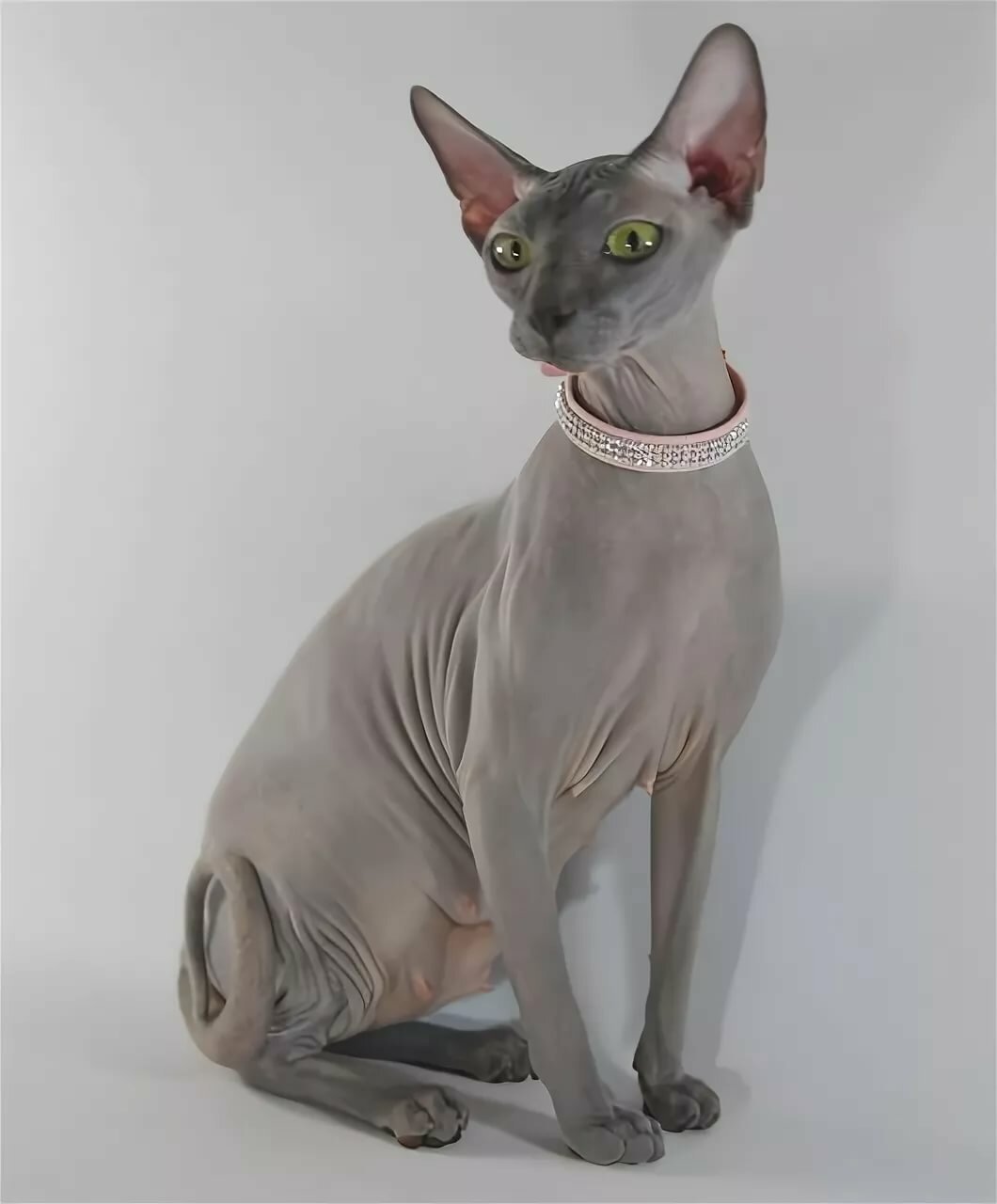 Египетская кошка сфинкс