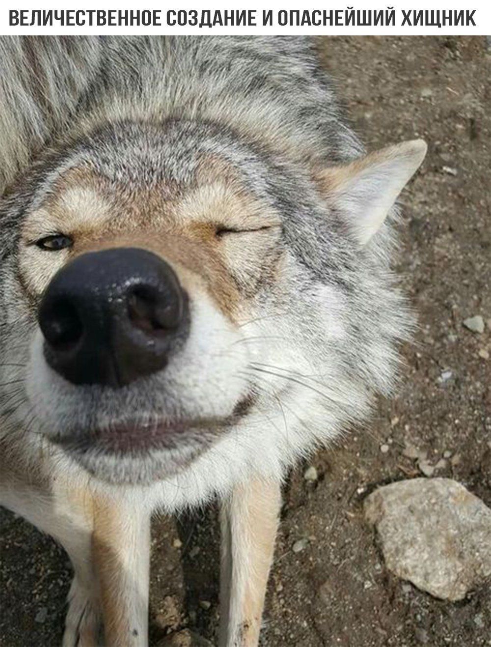 Волк улыбается