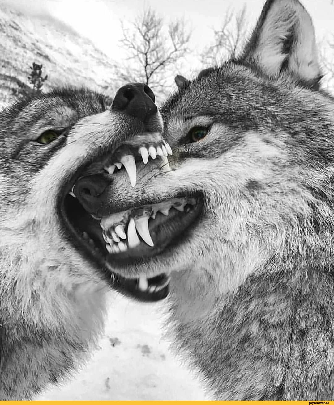 Цитаты волка