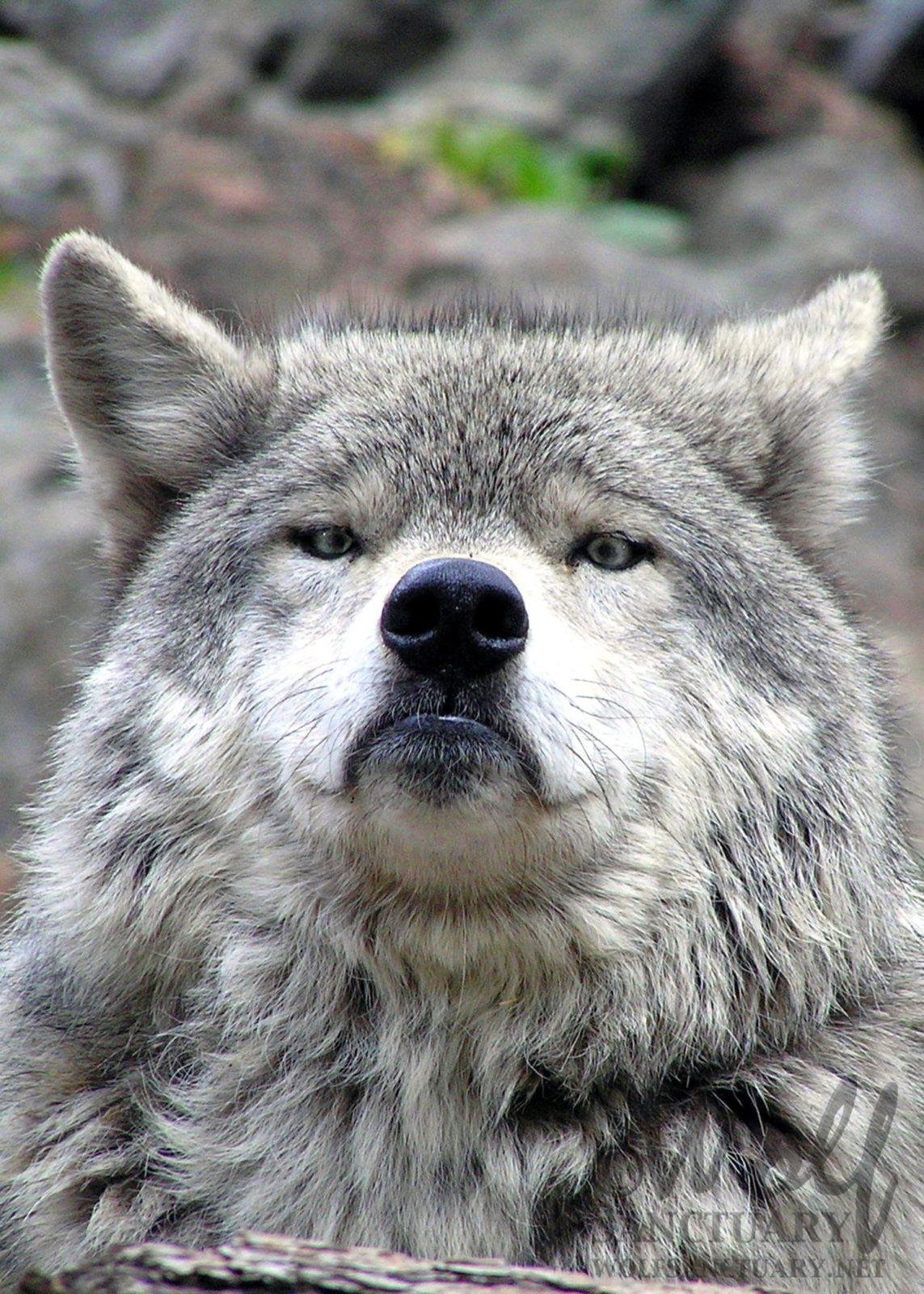 Смешной волк