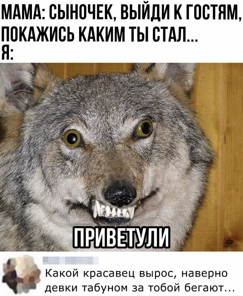 Волк улыбается