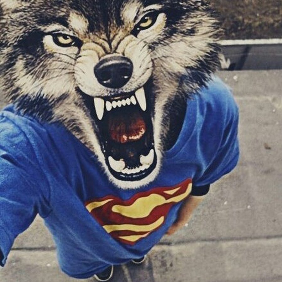 Волчица с волчатами