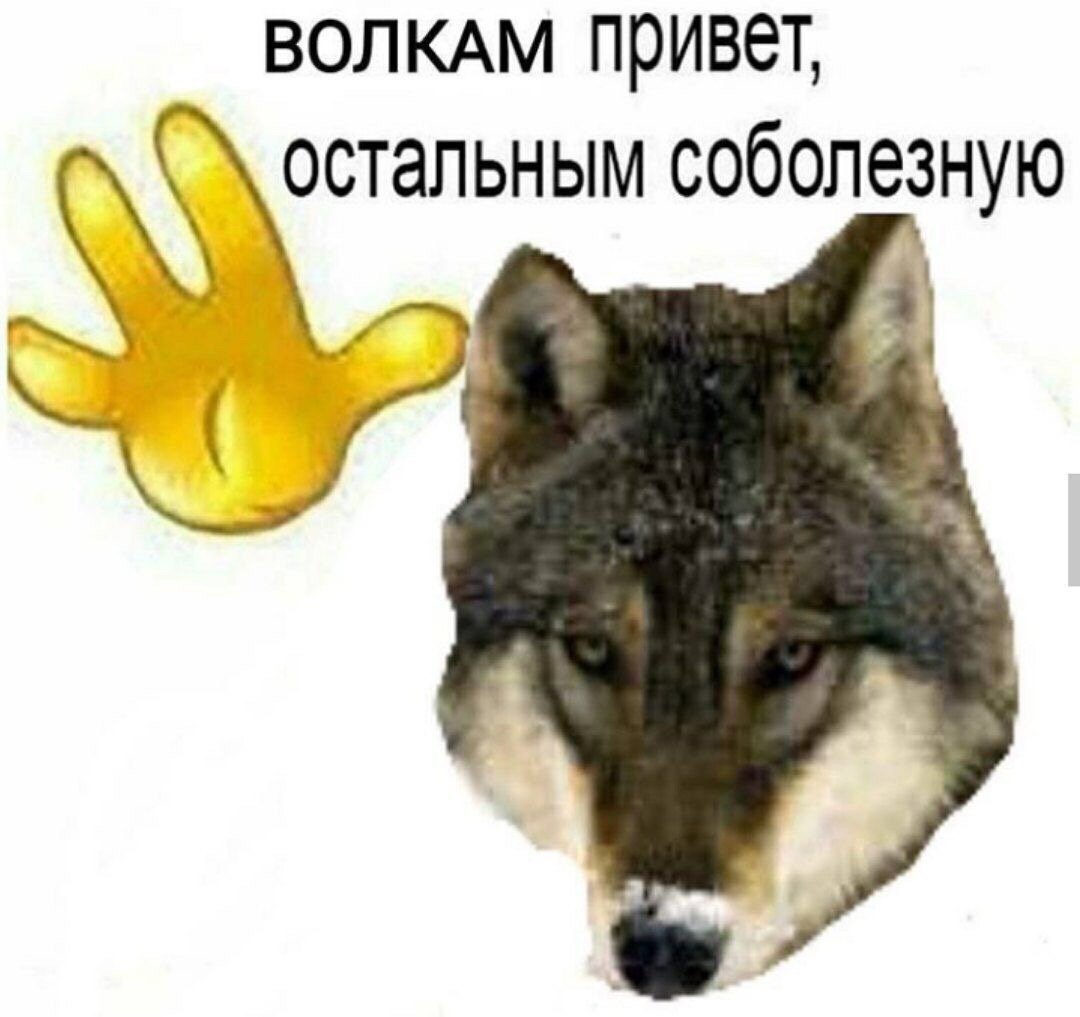 Спасибо за внимание волк