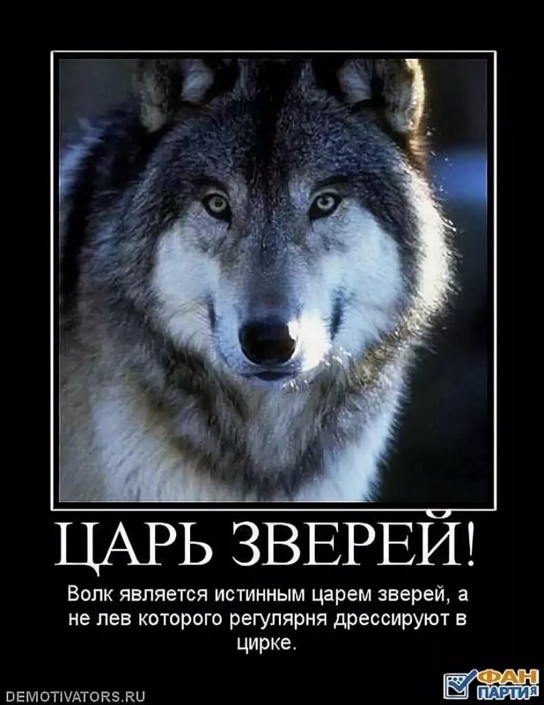 Аватарка человек с лицом волка