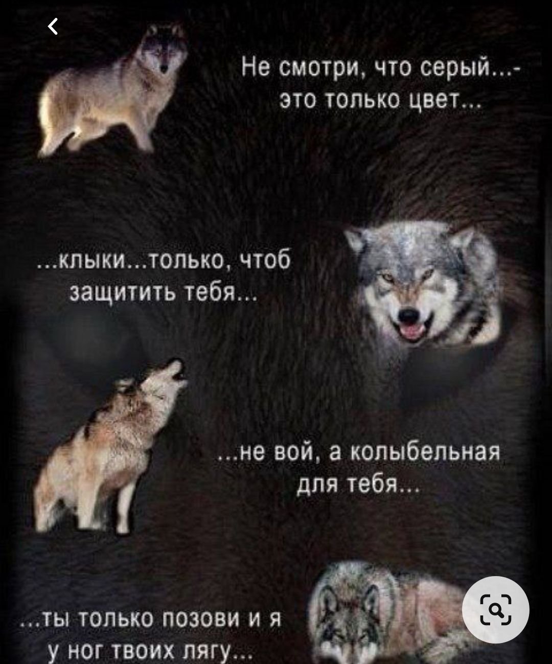 Два волка смеются