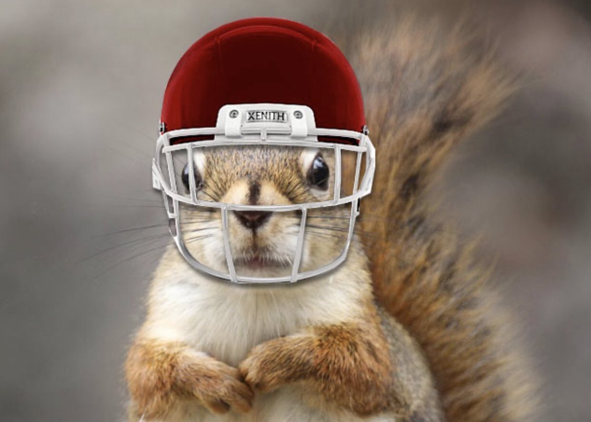 Животное в каске