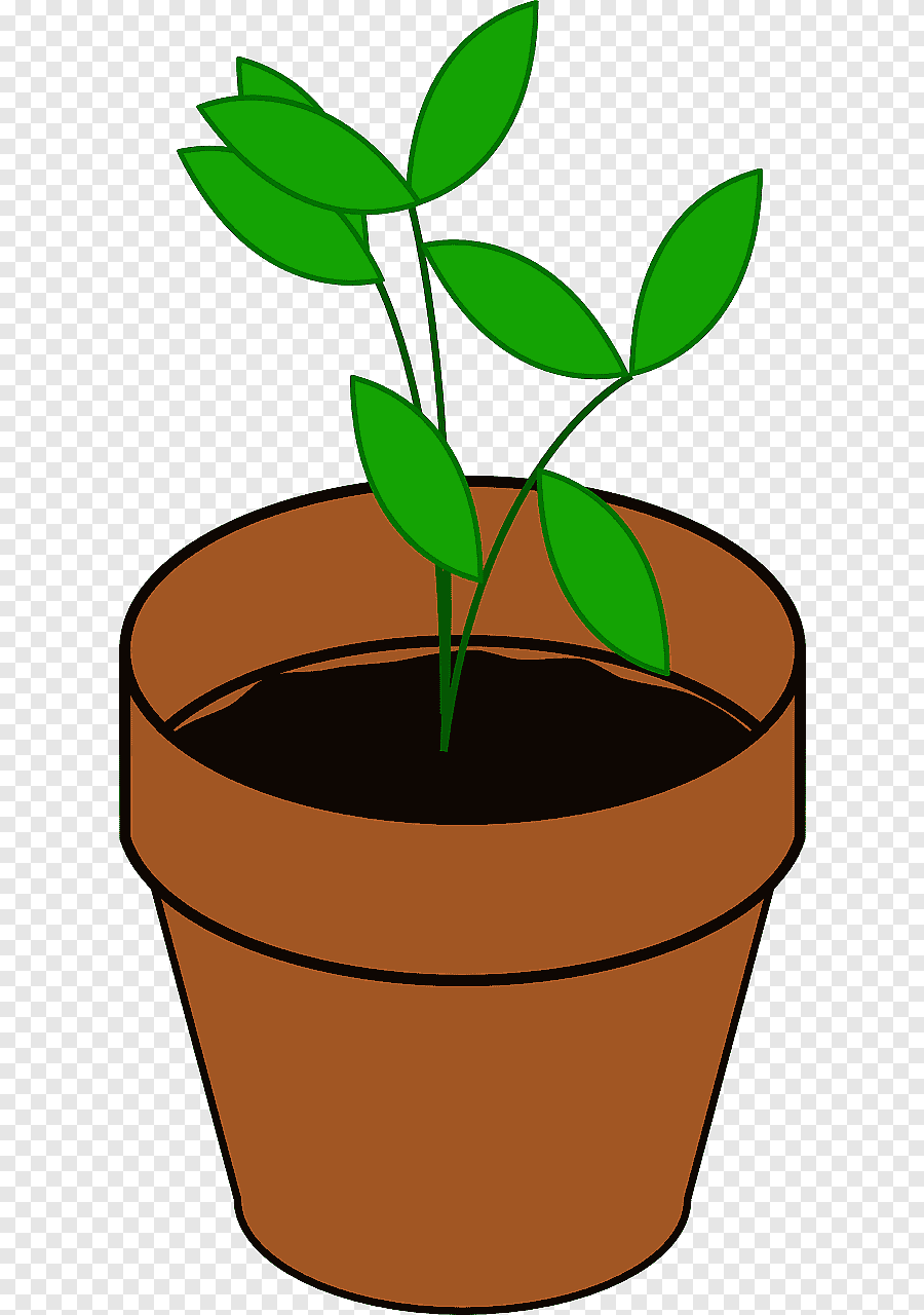 Росток растения в горшке