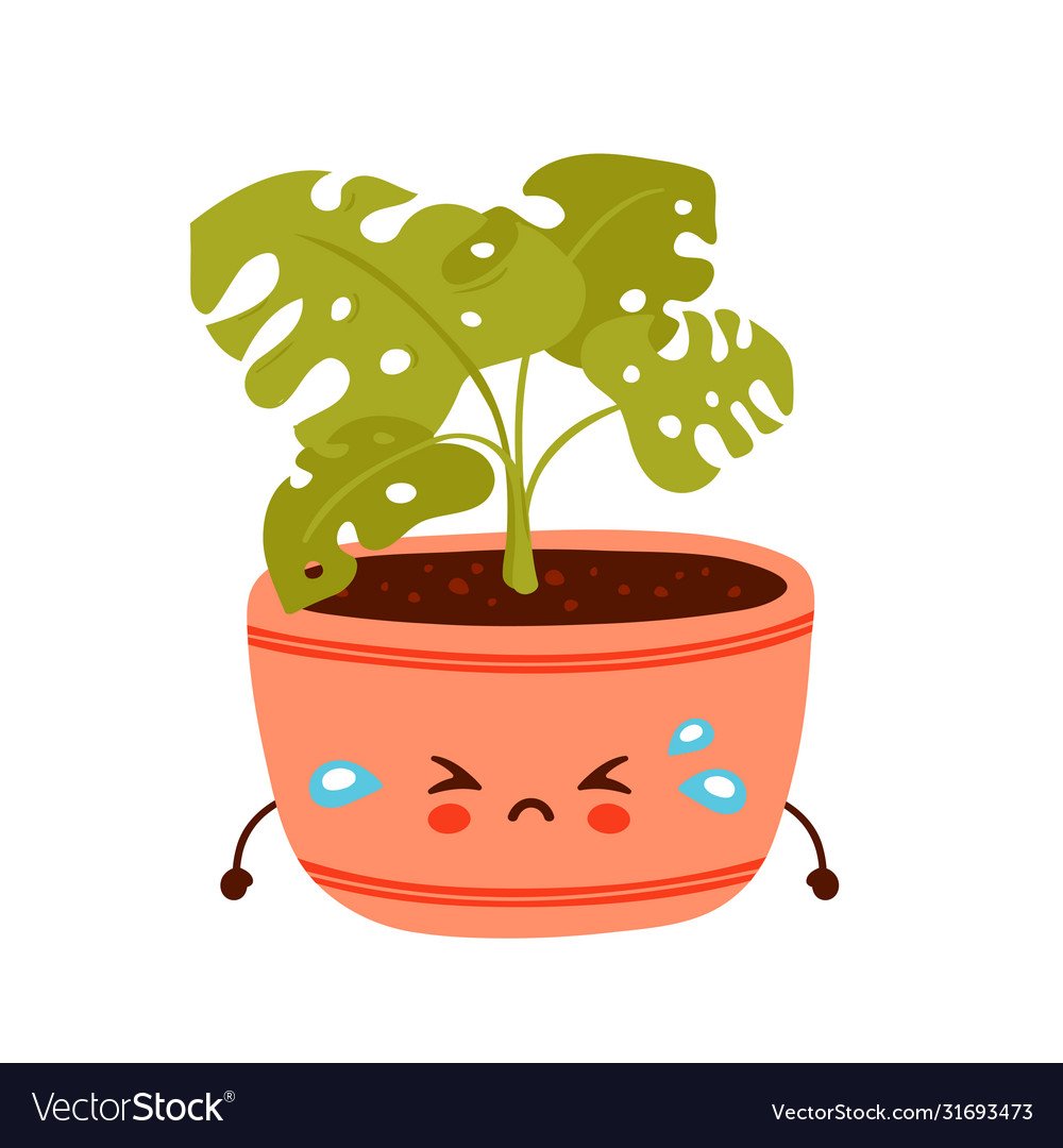 Грустный цветок в горшке