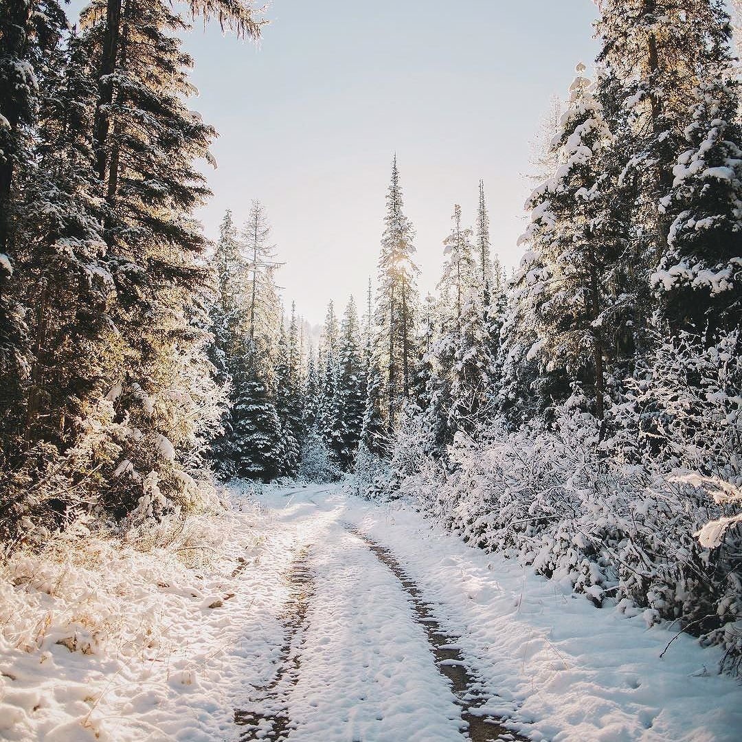 Зимой в лесу