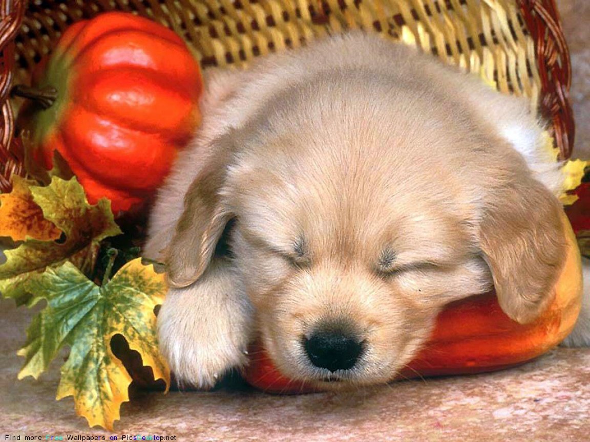 Диамант набор алмазной вышивки ботинок с цветами (двл-046) 34х34 см