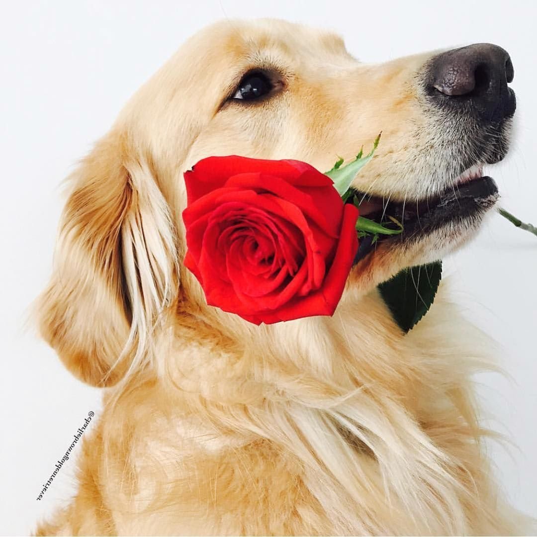 Собачки щенки