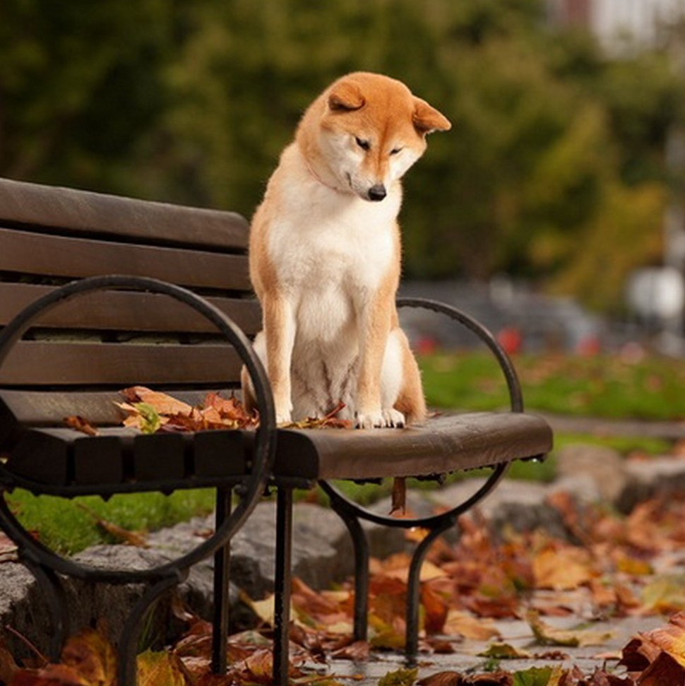 Открытки с днем рождения со шпицем