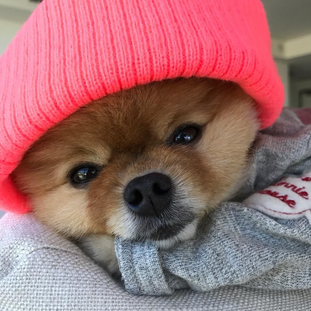 Открытка с Йорком с днем рождения