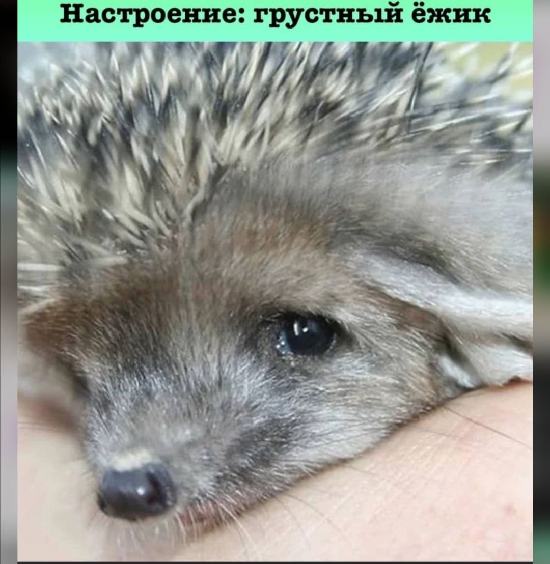Плачущий Ежик