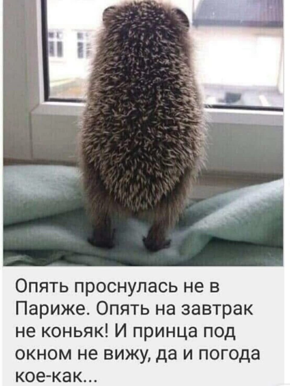 Просто Ежик у окошка