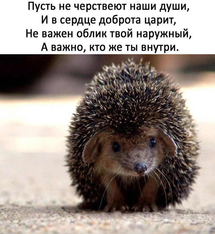 Пусть не черствеют наши души и в сердце доброта царит