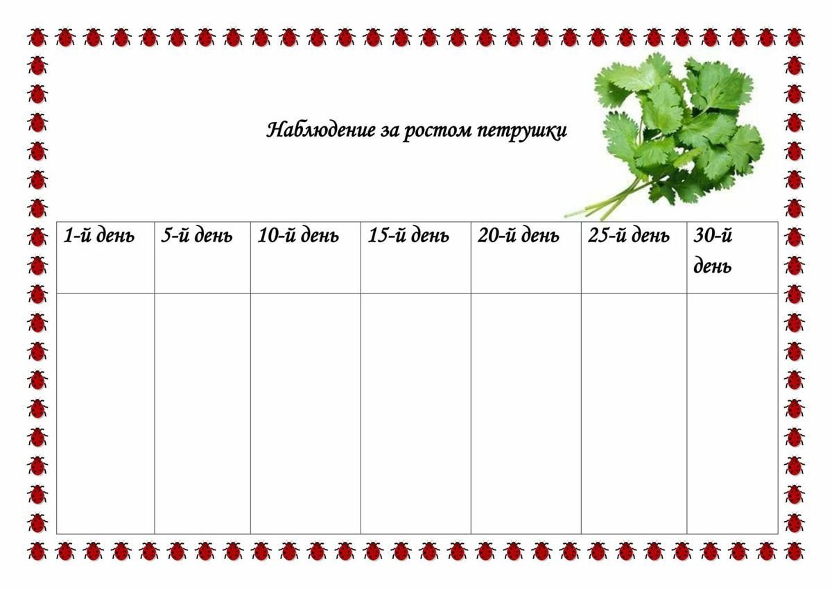 Дневник наблюдений за огородом на окне