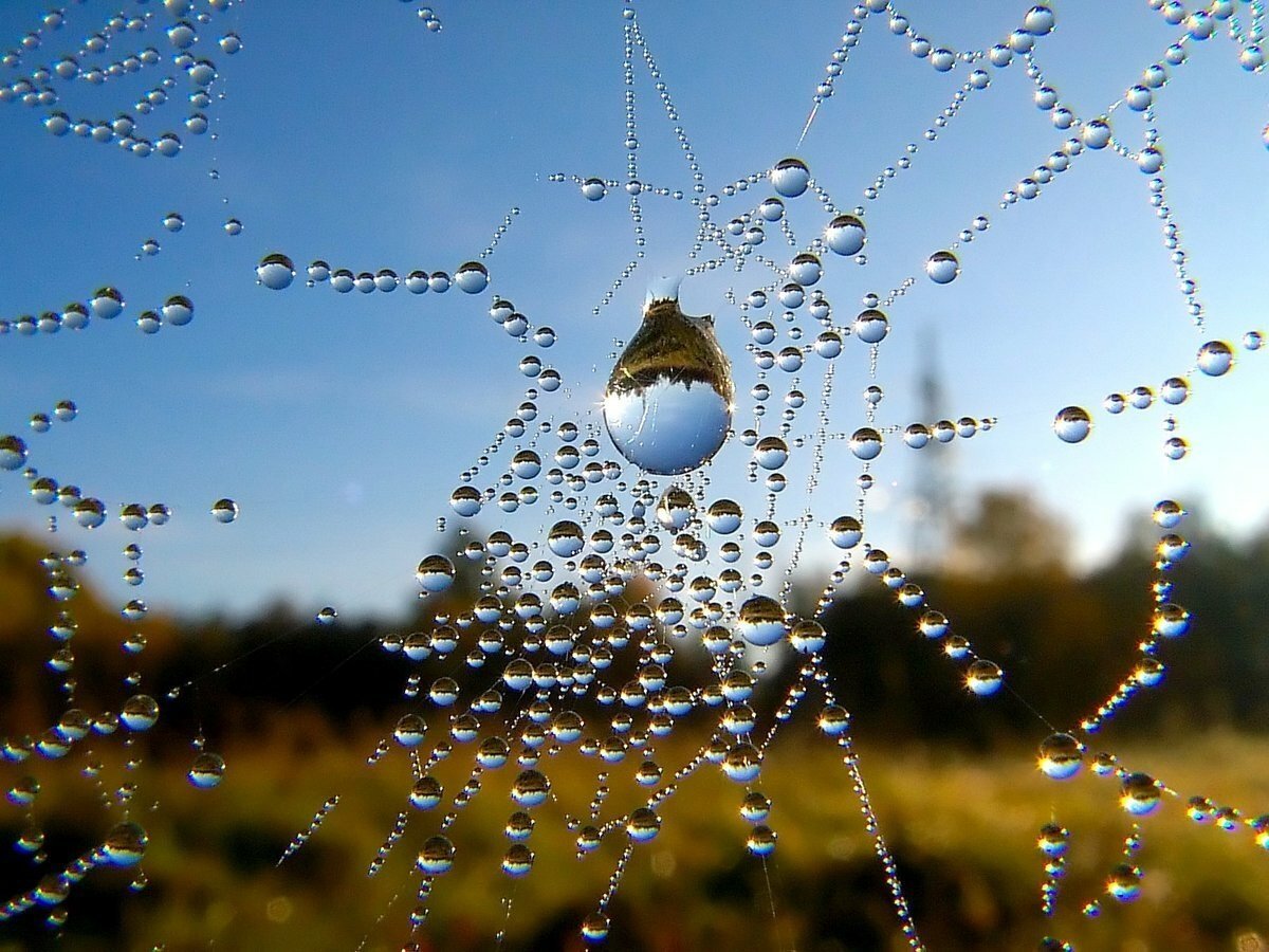 Капельки дождя на паутине
