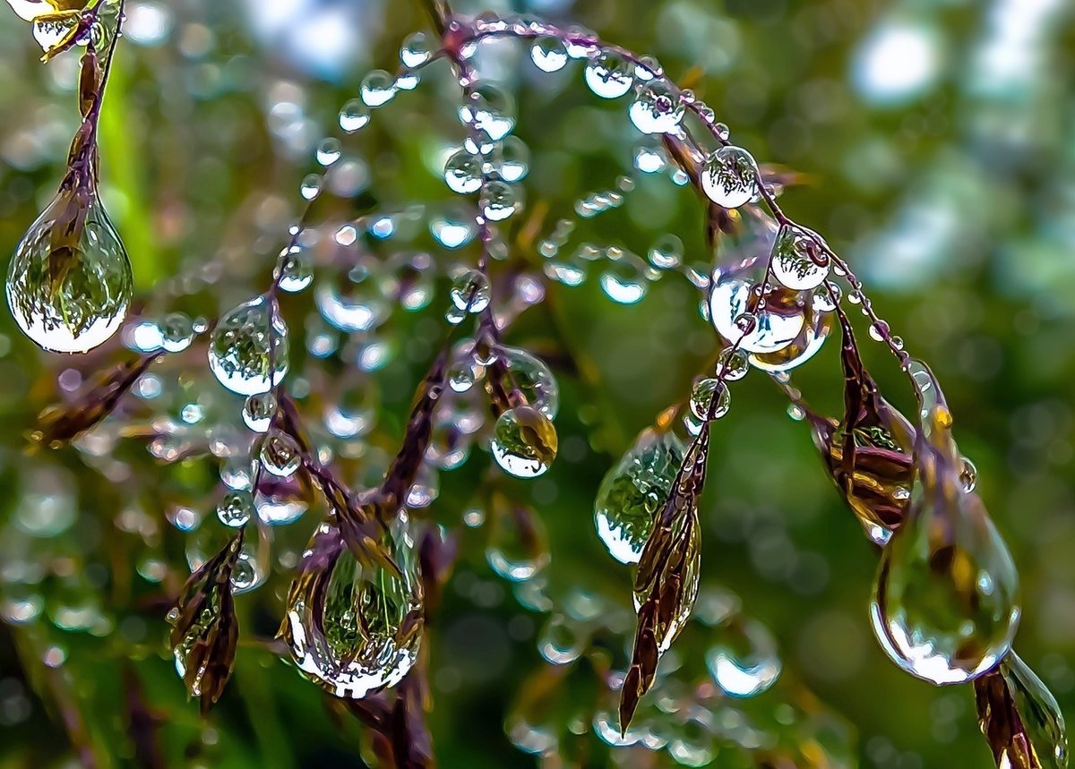 Весна капель