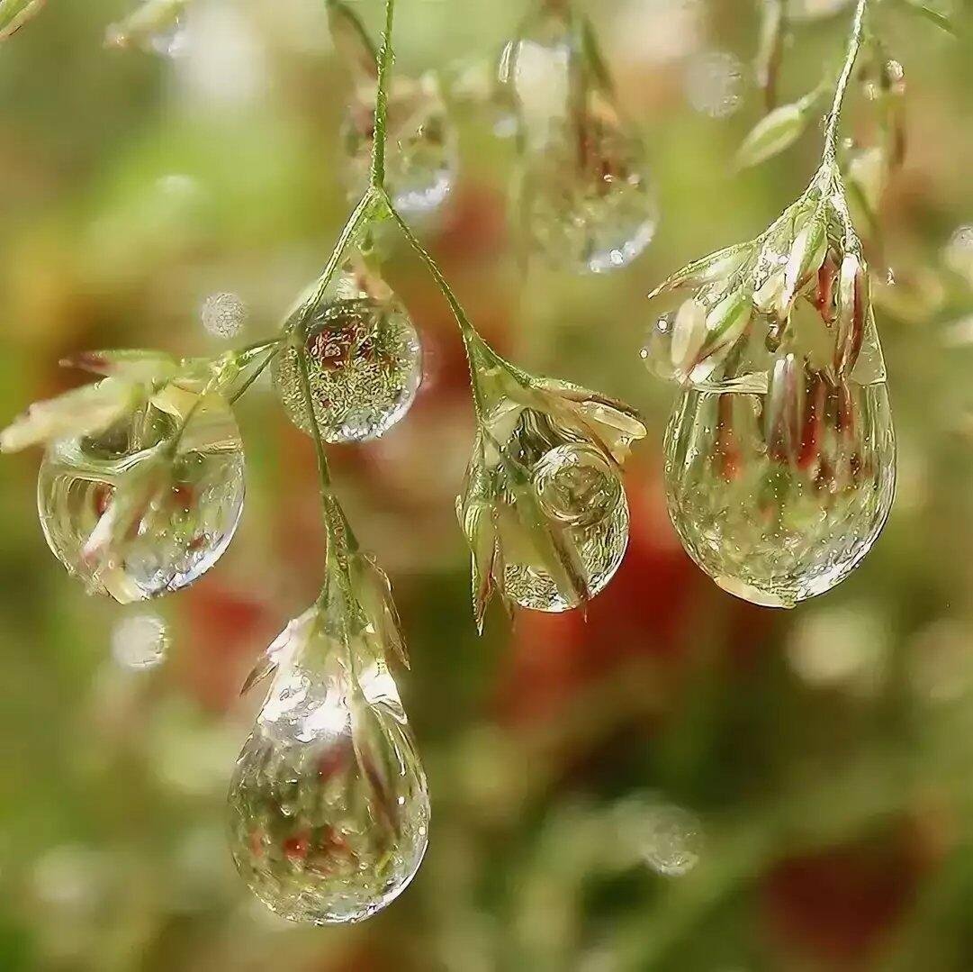 Медвяная роса