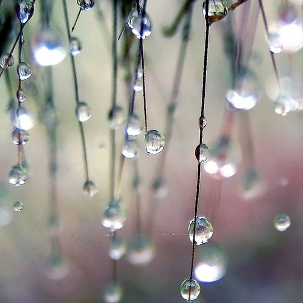 Апрельская капель