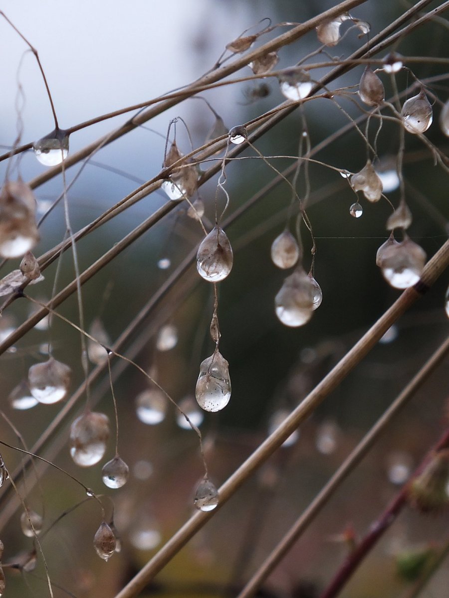 Капли дождя