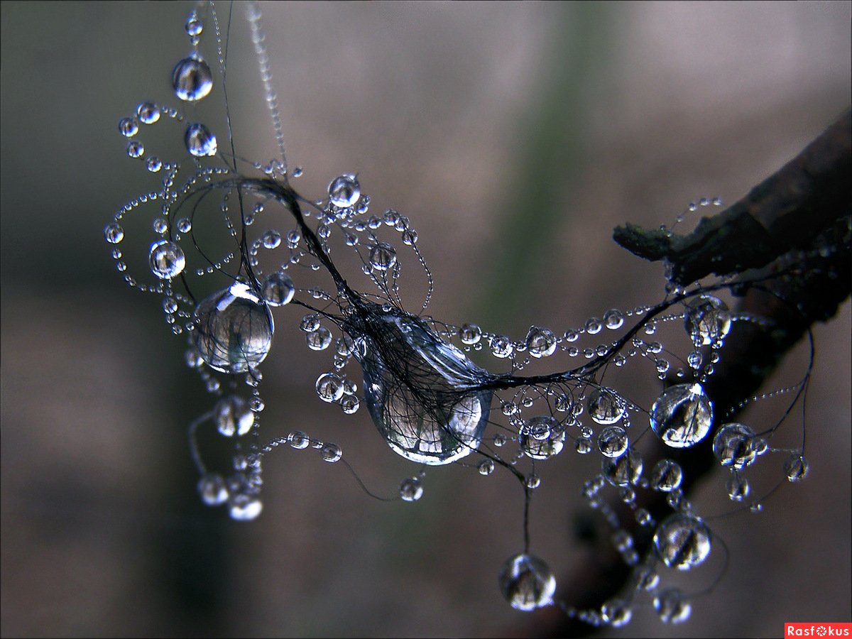 Капельки на веточках