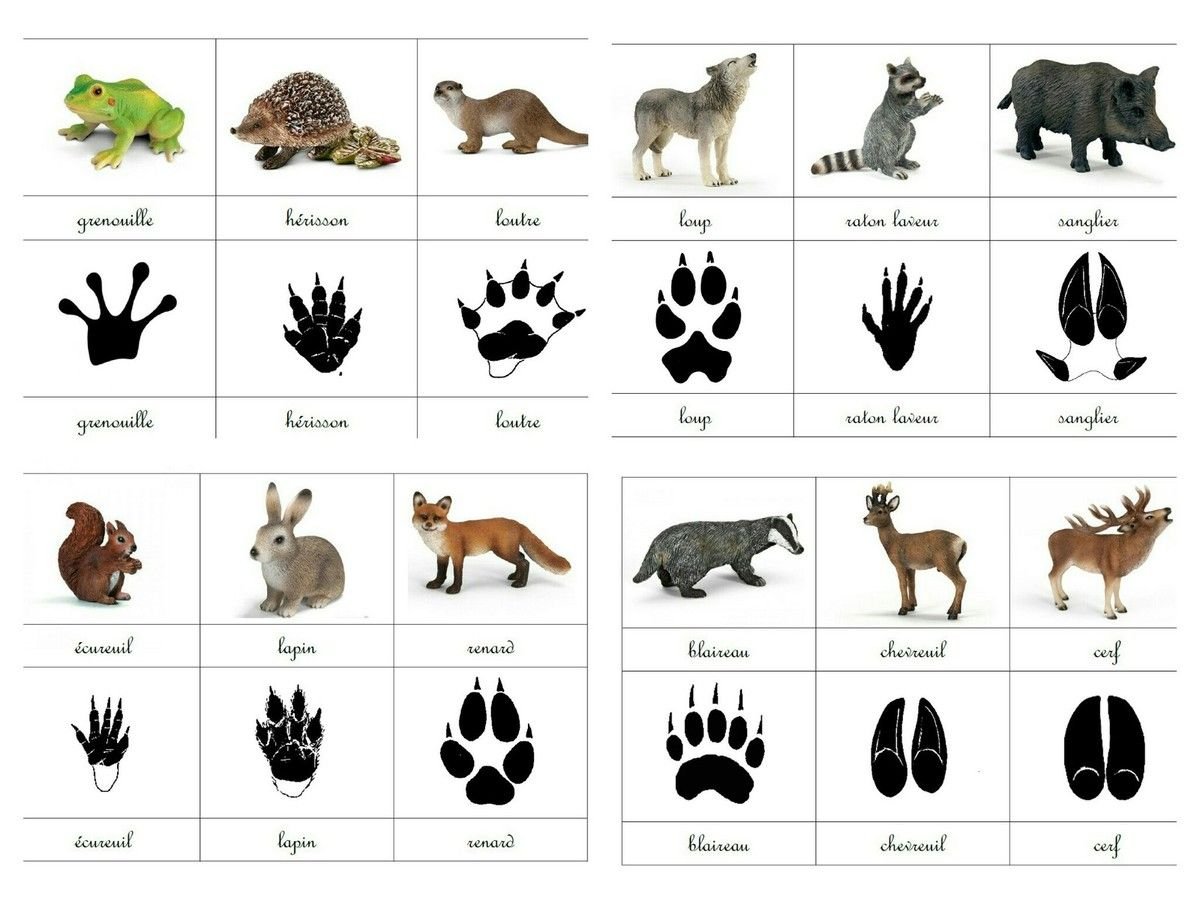 Следы диких животных в лесу