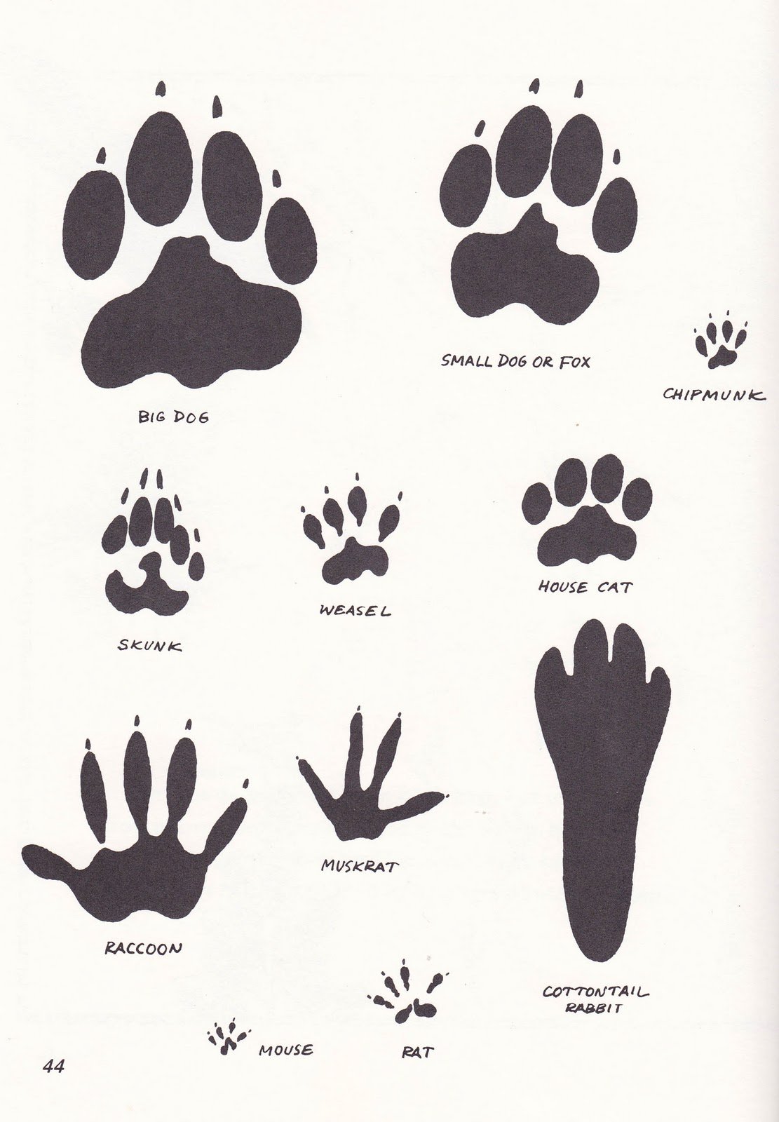 Следы животных на снегу картинки для детей
