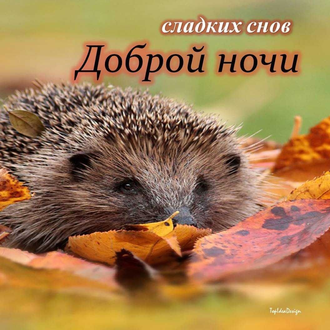 Ежик в одеяле