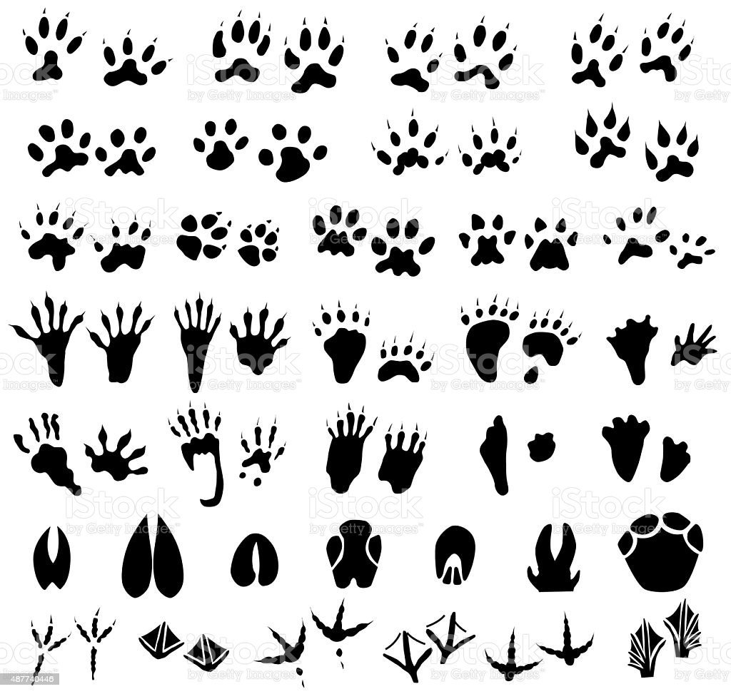 Следы животных Сибири