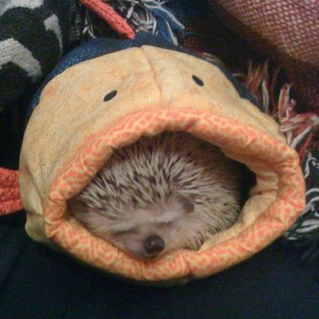 Спасибо за внимание Ежик