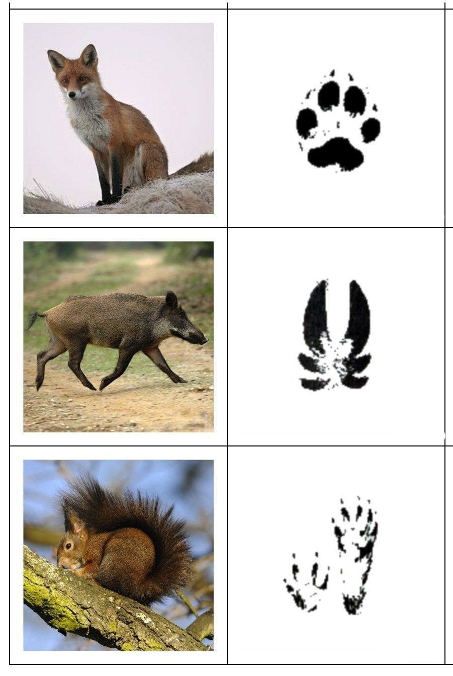 Ди чьи следы