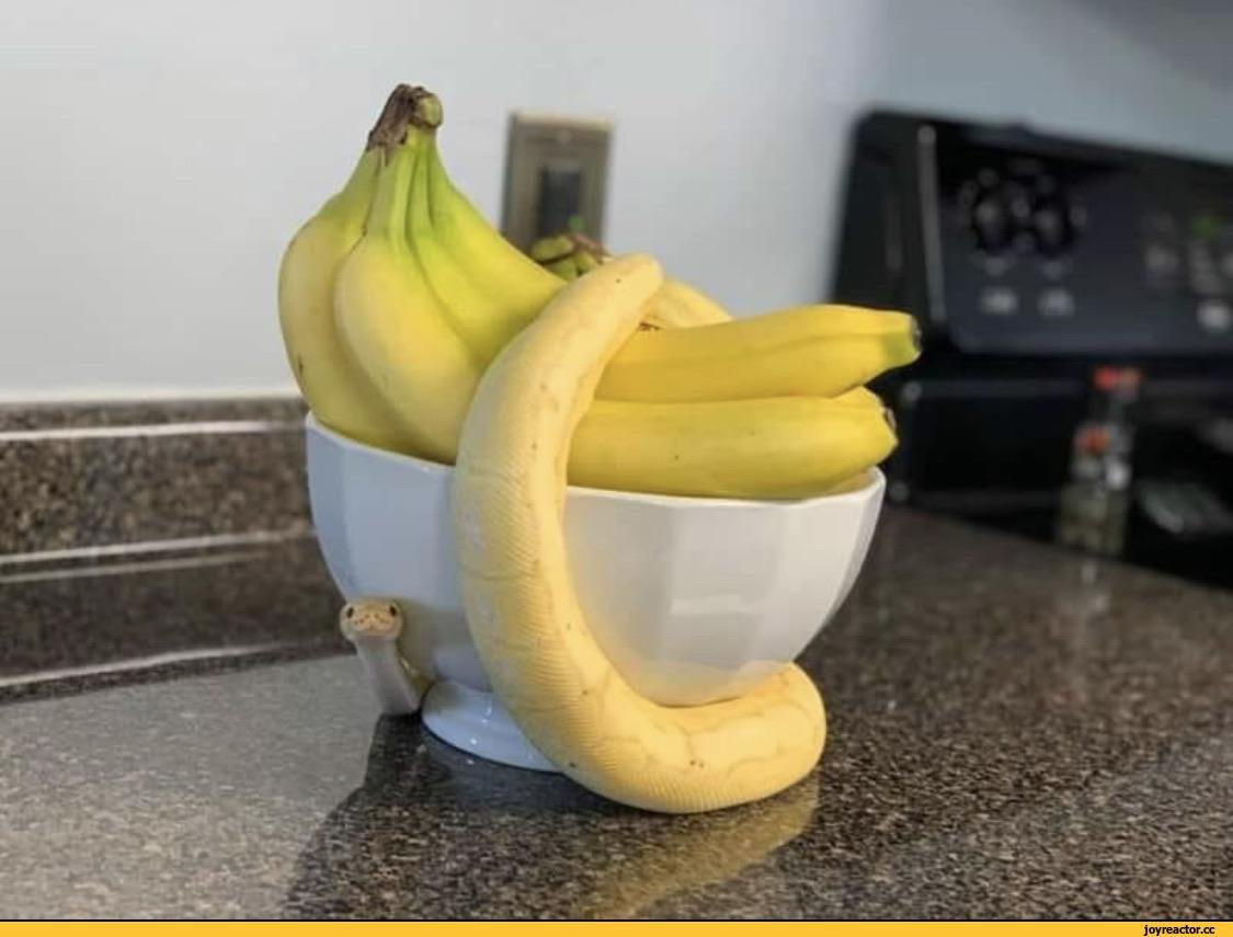 Банановая змея