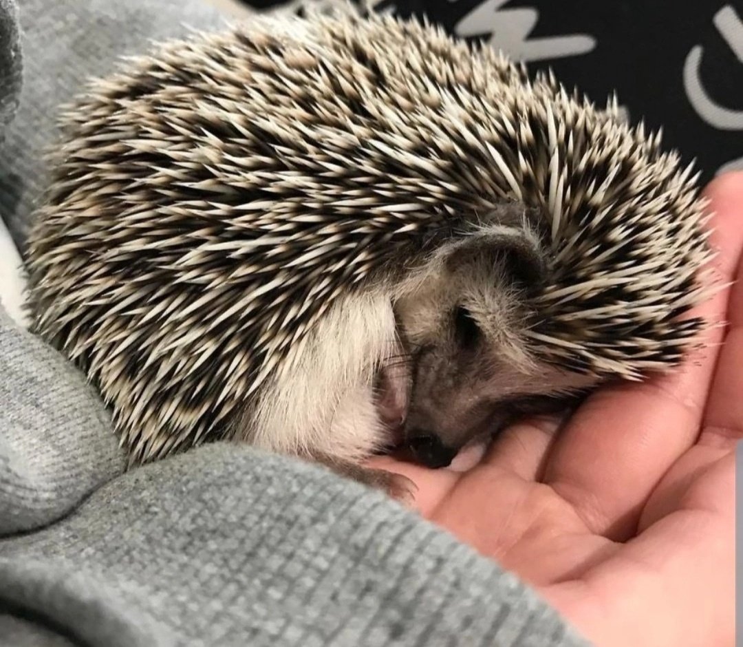 Доброй ночи Ежик