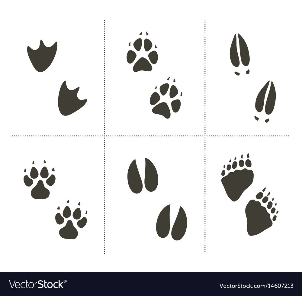 Следы белки летяги