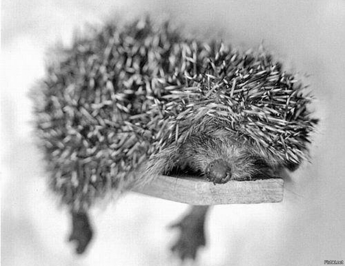 Еж ехидна Дикобраз