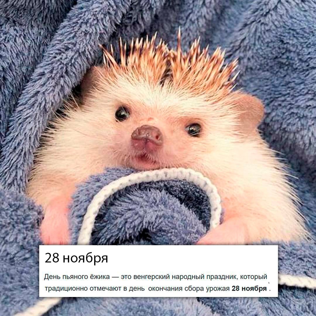 Спокойной ночи Ежик