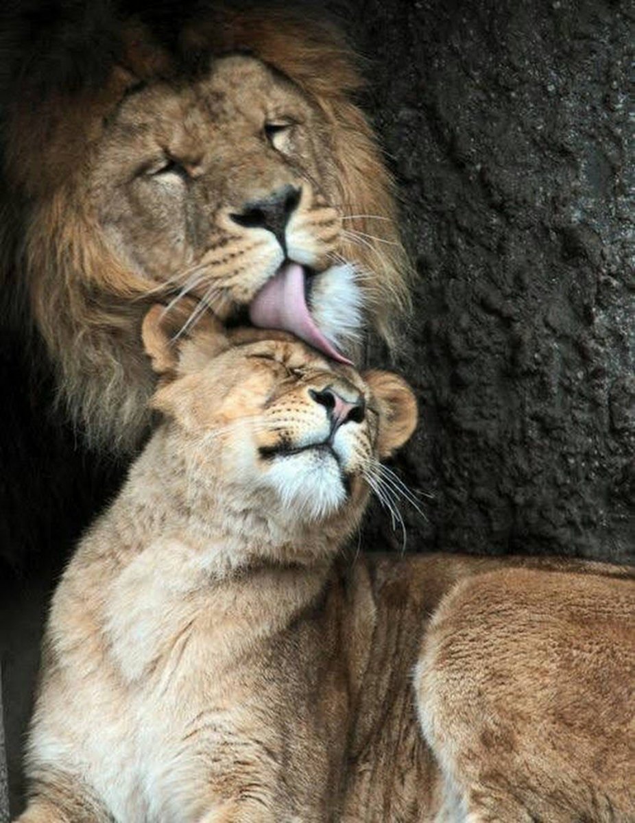 Спокойной ночи Лев и львица