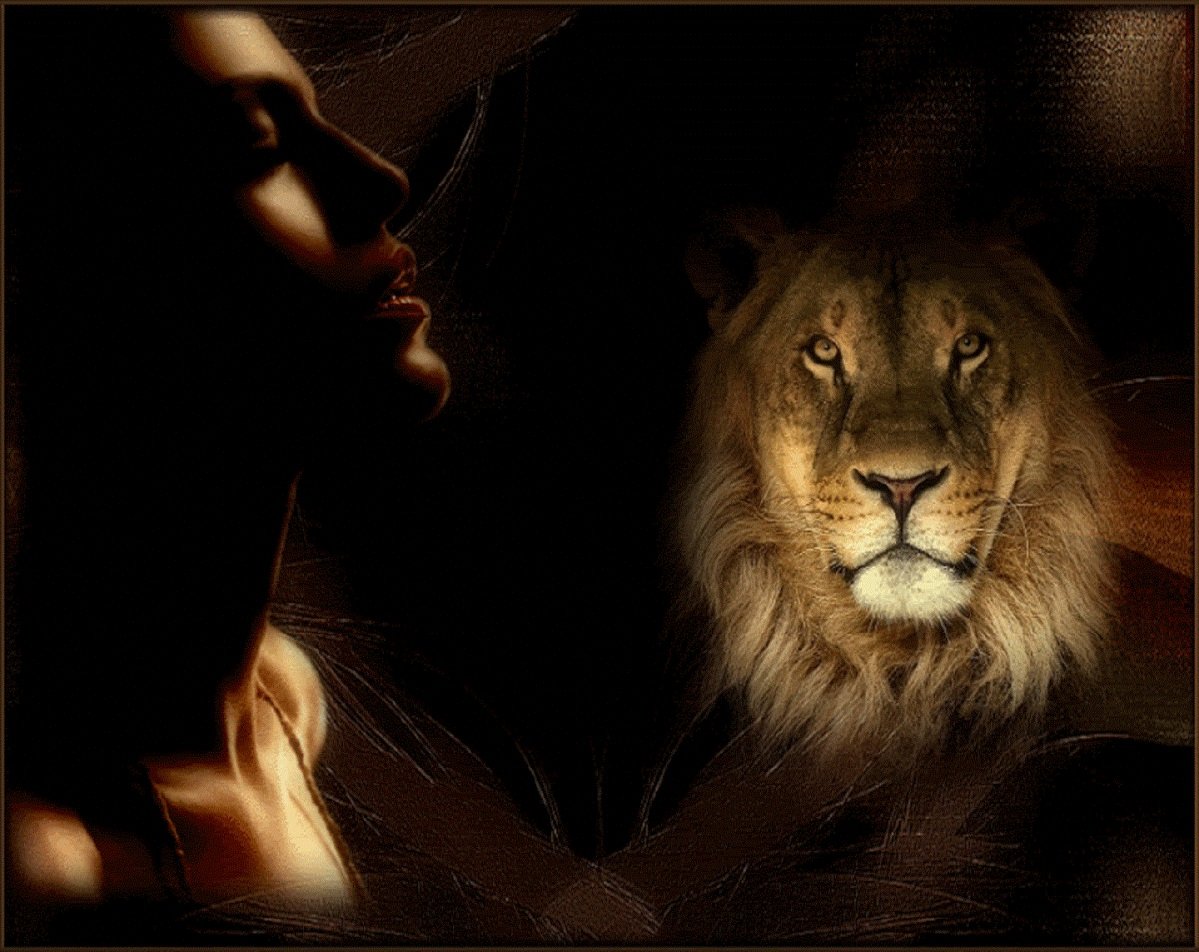 Лев и львица гиф