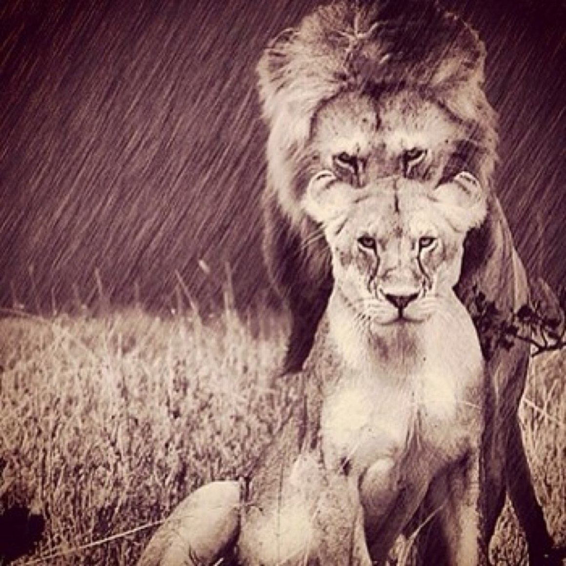 Одинокая львица