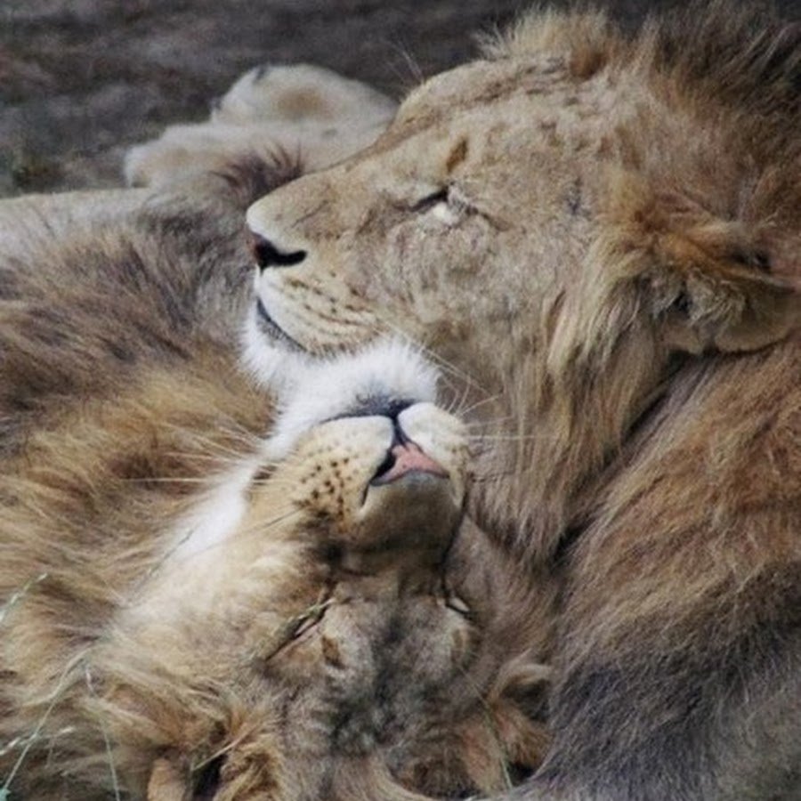 Спокойной ночи Лев и львица