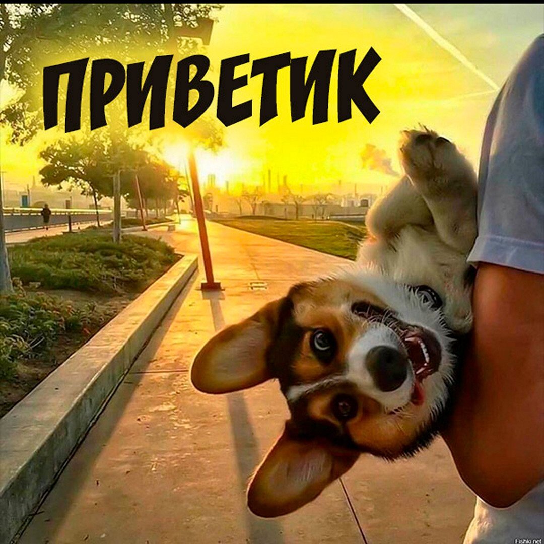 Приветик котик