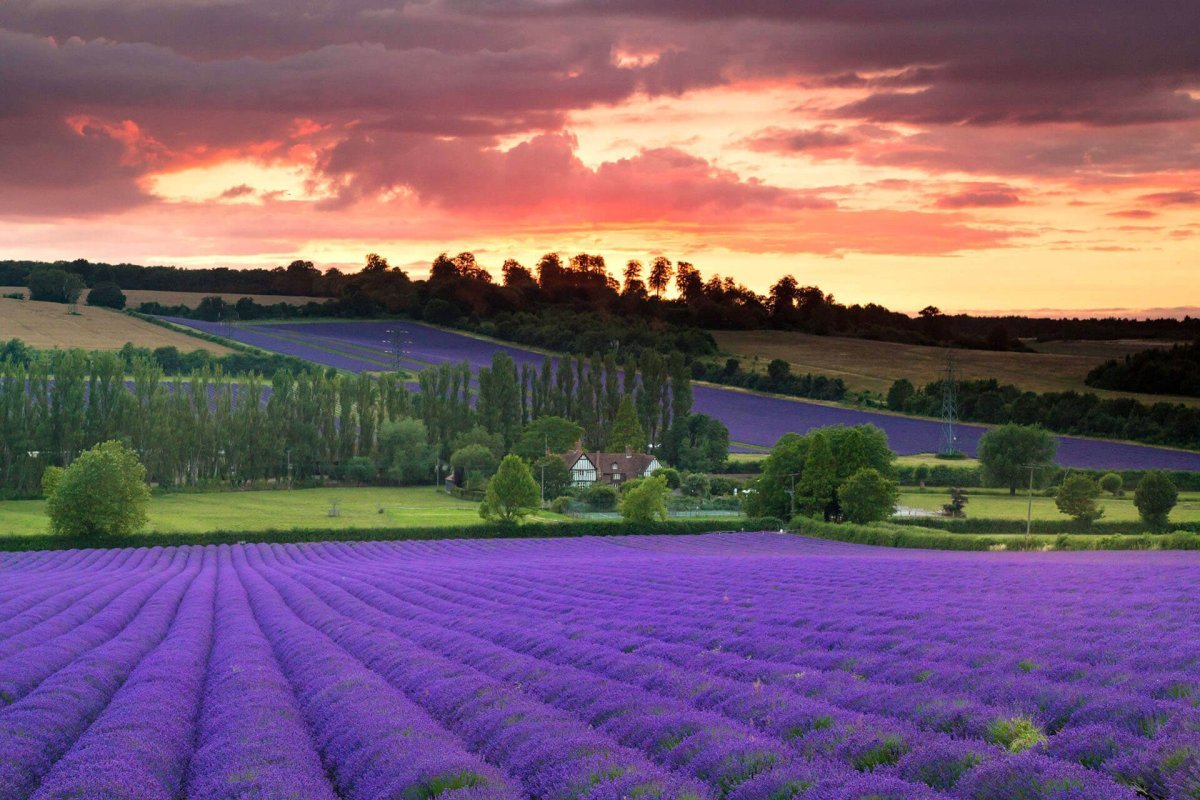 Лавандовые поля в Нидерландах
