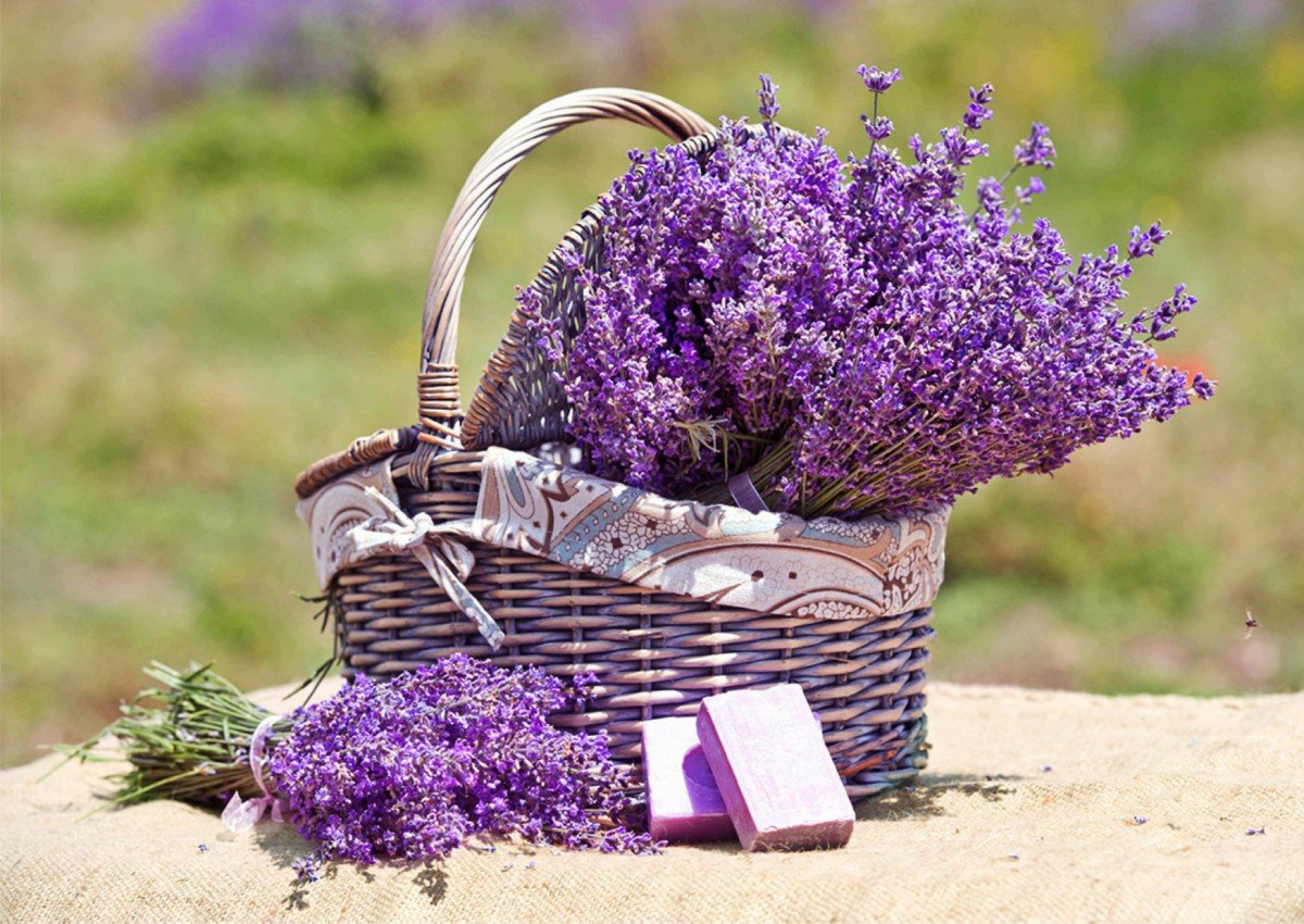 Лаванда и розмарин