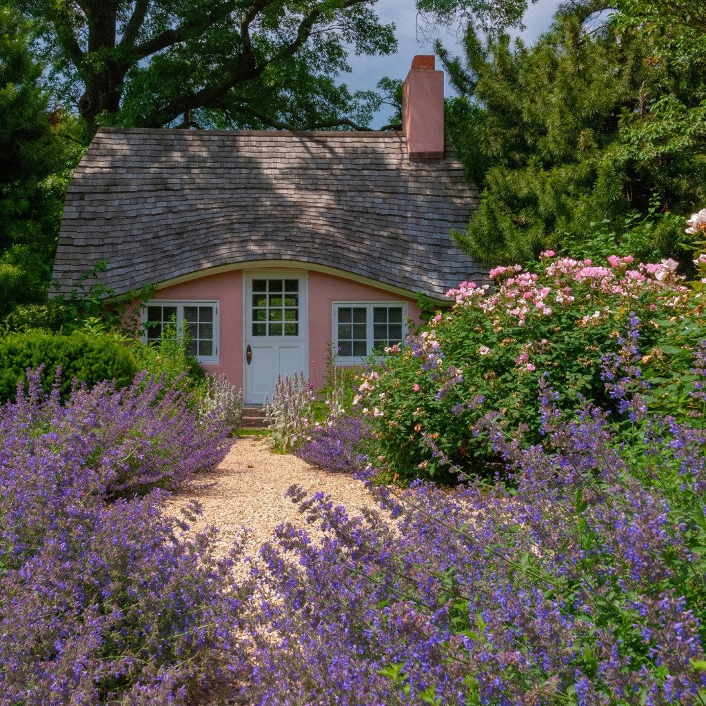 Лаванда Прованс
