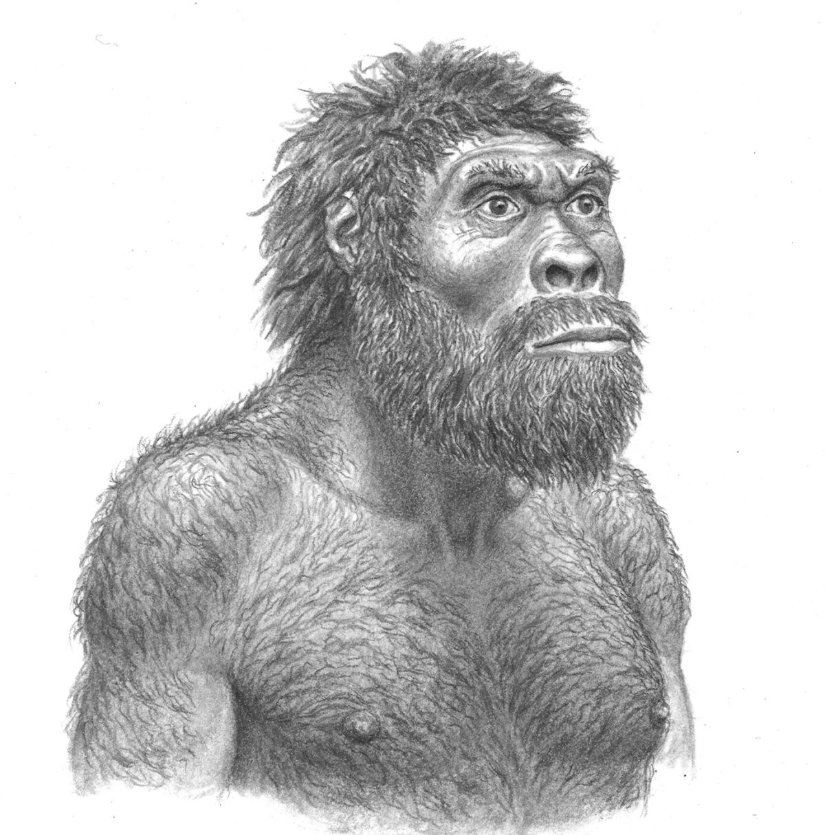 Хомо сапиенс Эректус